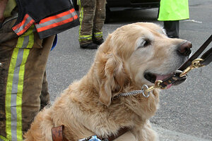 Blind sales golden retriever